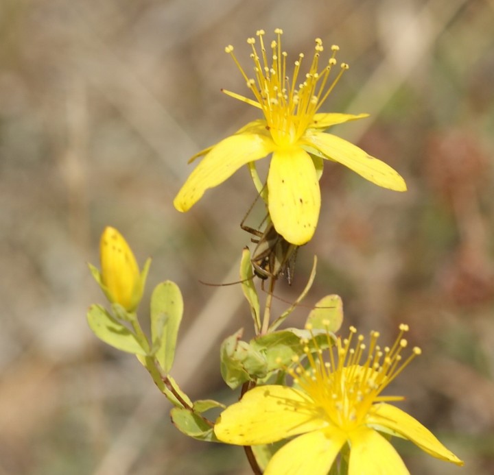 Adelphocoris lineolatus on St Johns Wort Copyright: Robert Smith