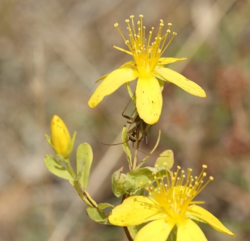 Adelphocoris lineolatus on St Johns Wort Copyright: Robert Smith