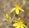 Adelphocoris lineolatus on St Johns Wort Copyright: Robert Smith