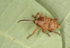 Curculio glandium