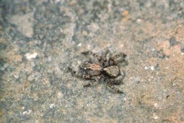 Pseudeuophrys lanigera Copyright: Peter Harvey