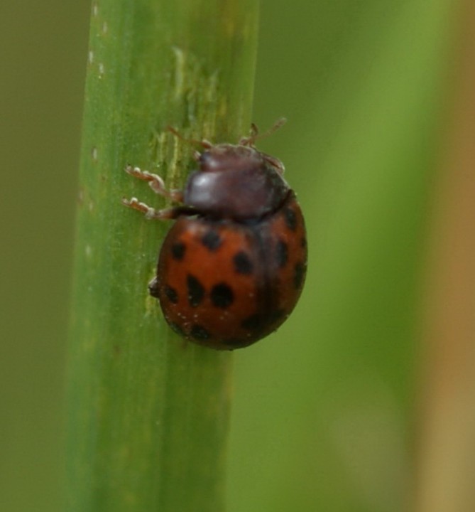 Subcoccinella vigintiquattuorpunctata 02 Copyright: Robert Smith