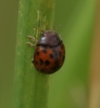 Subcoccinella vigintiquattuorpunctata 02 Copyright: Robert Smith