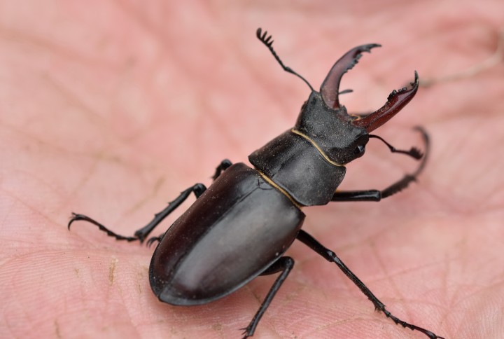 Lucanus cervus 01 Copyright: Tracy Fance