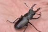 Lucanus cervus 01