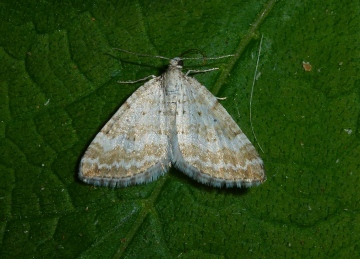 Grass Rivulet 2 Copyright: Peter Furze