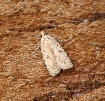 Agonopterix assimilella 1 Copyright: Ben Sale