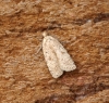 Agonopterix assimilella 1