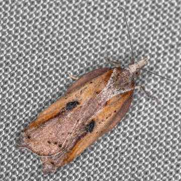 Acleris cristana 21-02-2021 Copyright: Bill Crooks