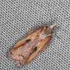 Acleris cristana 21-02-2021 Copyright: Bill Crooks