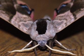 Eyed Hawk-moth 3 Copyright: Ben Sale