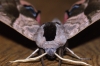 Eyed Hawk-moth 3