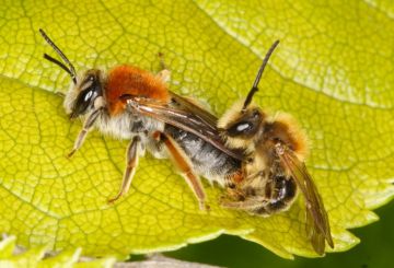 Andrena haemorrhoa mating pair Copyright: Peter Harvey