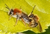 Andrena haemorrhoa mating pair