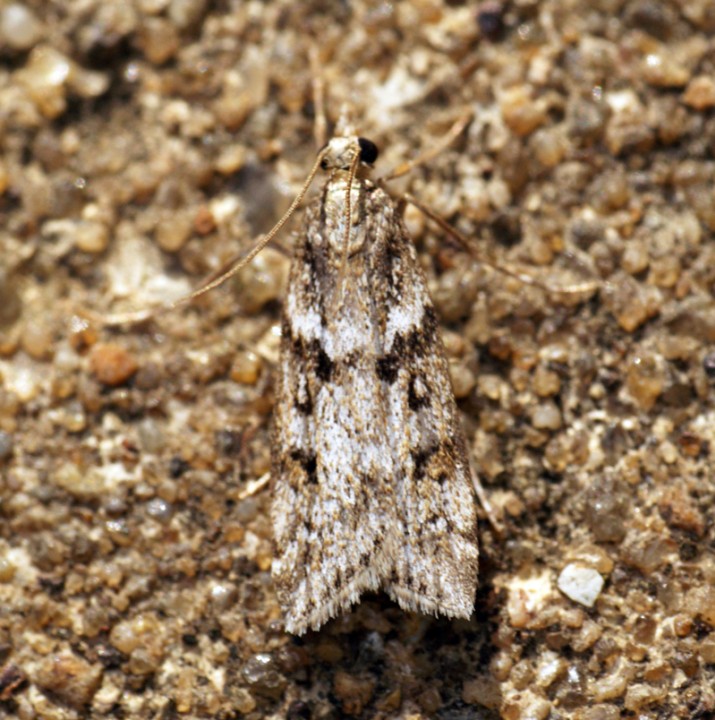 Eudonia angustea Copyright: Ben Sale