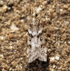 Eudonia angustea Copyright: Ben Sale