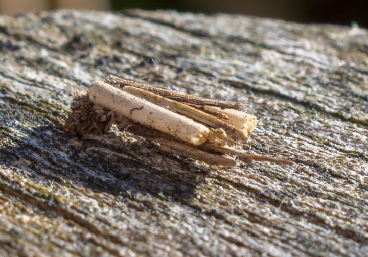 Psychidae moth perhaps Copyright: Philip Heyes