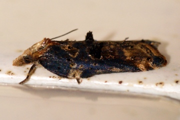 Acleris cristana Copyright: Ben Sale