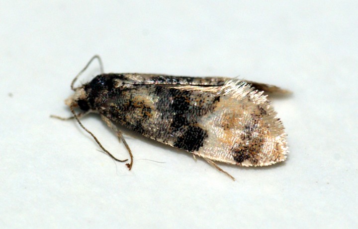 Cochylis nana Copyright: Ben Sale