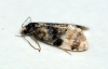 Cochylis nana