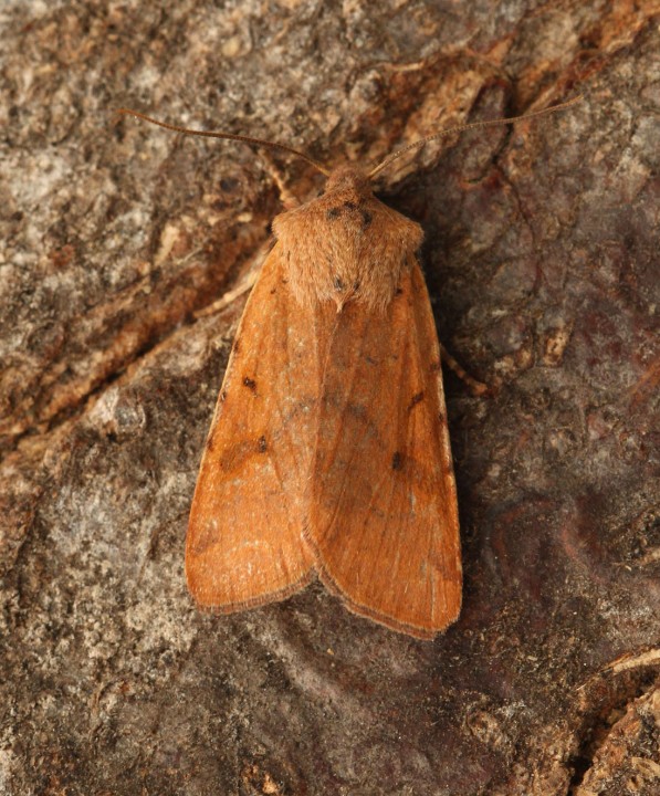 Beaded Chestnut  Agrochola lychnidis  2 Copyright: Graham Ekins