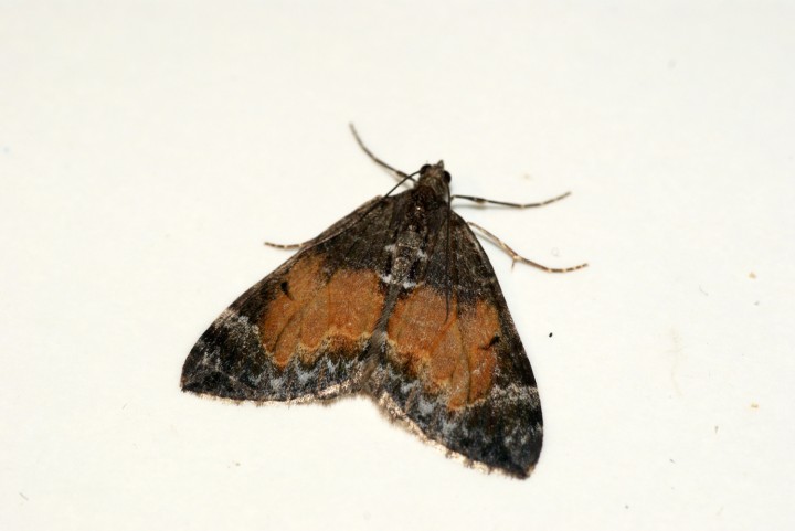 Common Marbled Carpet 2 Copyright: Ben Sale