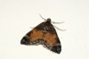 Common Marbled Carpet 2 