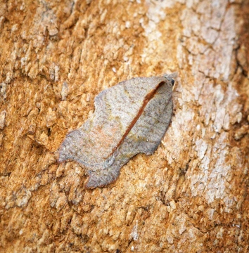 Acleris emargana 2 Copyright: Ben Sale