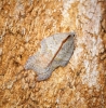 Acleris emargana 2