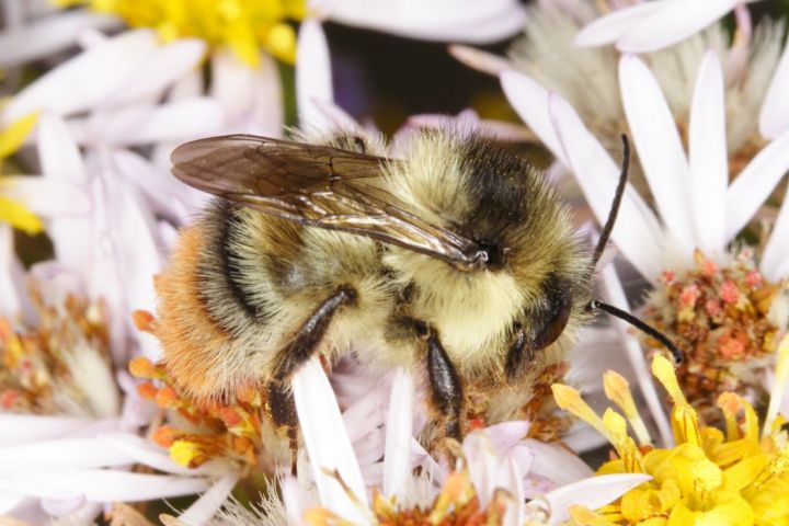 Bombus sylvarum male Copyright: Peter Harvey