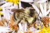 Bombus sylvarum male