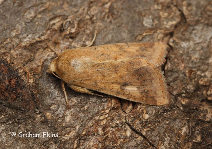 Helicoverpa armigera Copyright: Graham Ekins