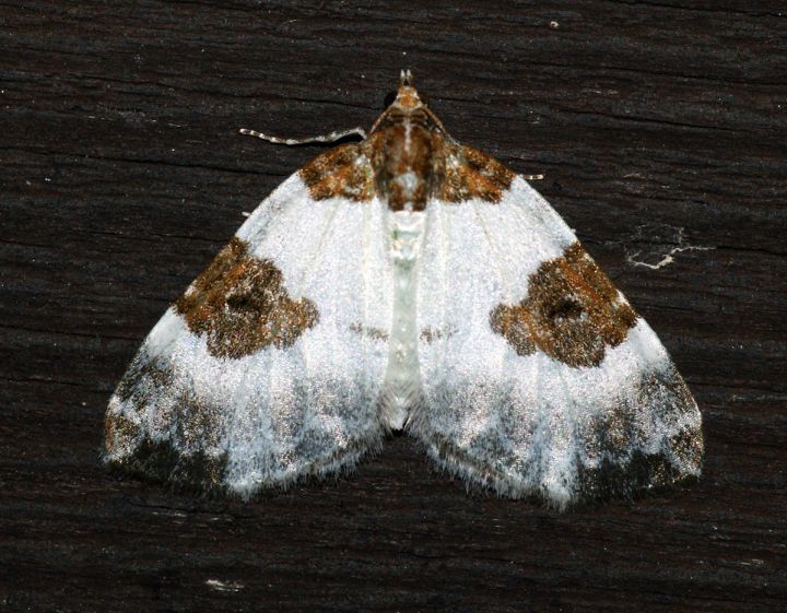 Blue-bordered Carpet Copyright: Ben Sale