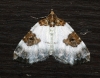 Blue-bordered Carpet 