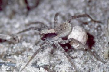 Xerolycosa nemoralis