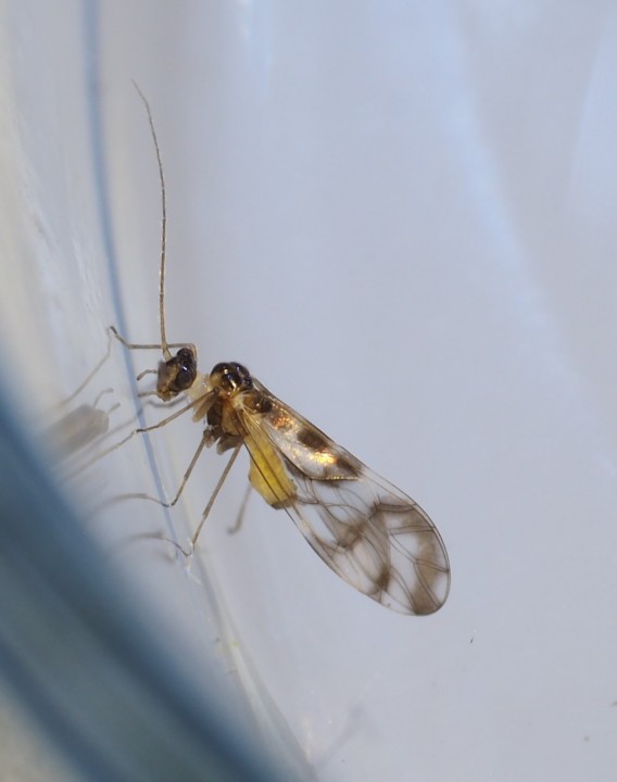 Graphopsocus cruciatus (attracted to moth trap) Copyright: Daniel Blyton