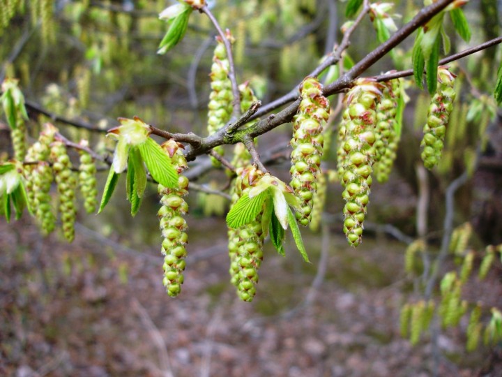 Hornbeam catkins Copyright: Graham Smith