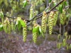 Hornbeam catkins 