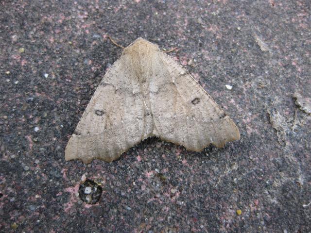 Scalloped Hazel. Copyright: Stephen Rolls