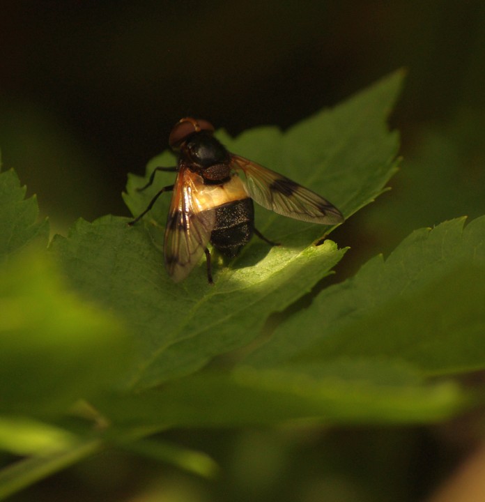 Pellucid Fly - 30th June 2013 Copyright: Ian Rowing