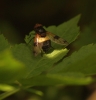 Pellucid Fly - 30th June 2013