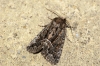 Straw Underwing Copyright: Ben Sale