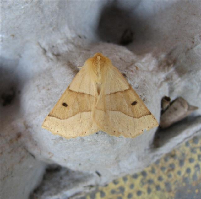 Scalloped Oak Copyright: Stephen Rolls