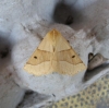 Scalloped Oak