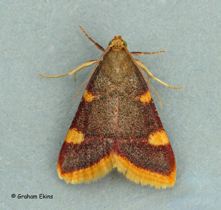 Hypsopygia costalis 2 Copyright: Graham Ekins