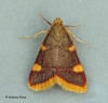 Hypsopygia costalis 2 Copyright: Graham Ekins