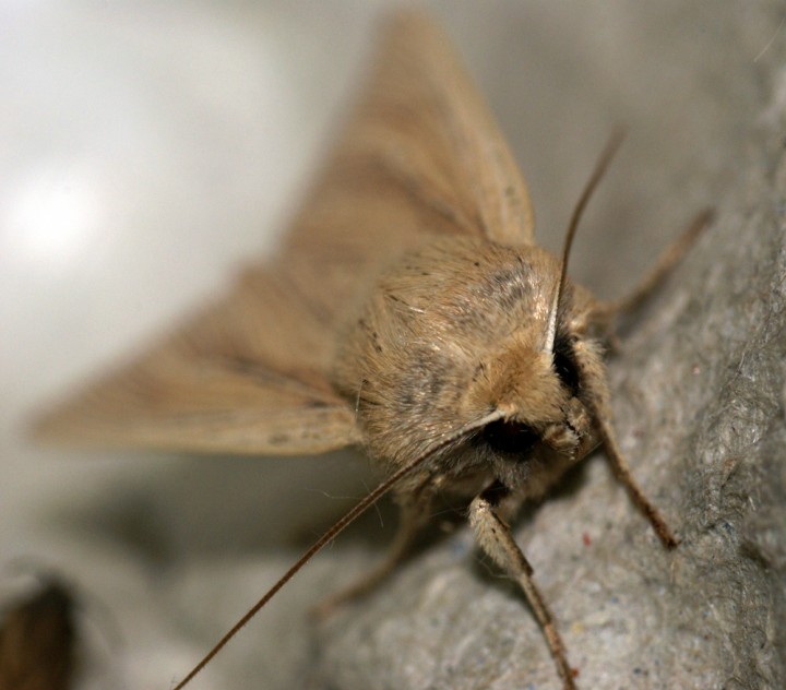 Sothern Wainscot - Distinct Head banding Copyright: Ben Sale