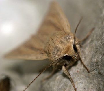 Sothern Wainscot - Distinct Head banding Copyright: Ben Sale