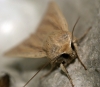 Sothern Wainscot - Distinct Head banding Copyright: Ben Sale