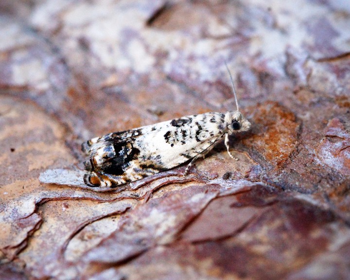 Epinotia subocellana Copyright: Ben Sale